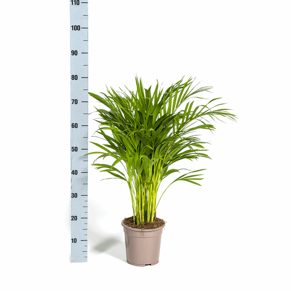 Dypsis Areca Lutescens – Goldfruchtpalme – Zimmerpflanze Ø19cm ↕80-100cm – Federartige Blätter – Tropisches Flair – Pflegeleicht