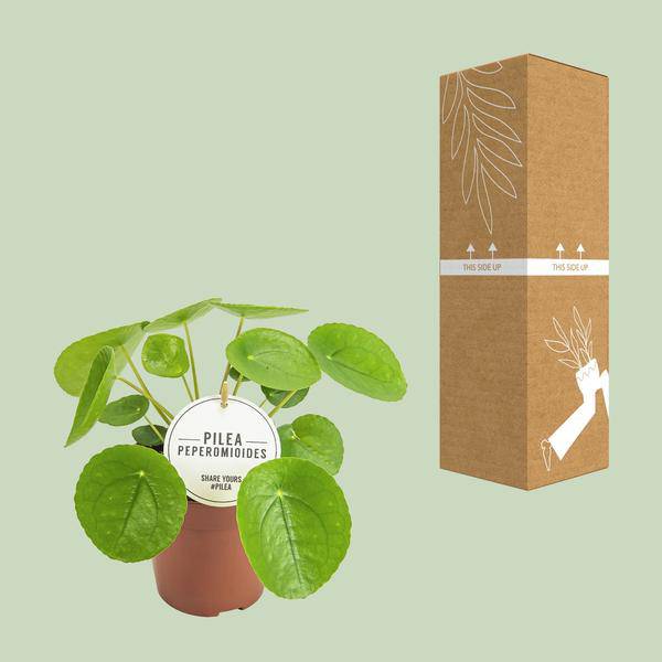 Chinesischer Geldbaum - Pilea Peperomioides - Zimmerpflanze - Ø13cm - ↕20cm