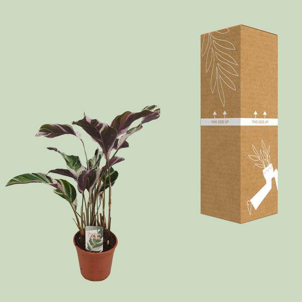 Korbmarante - Calathea Fusion Weiß Basic - Zimmerpflanze - Ø14cm - ↕40cm