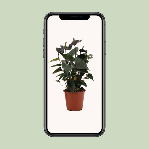 Anthurium Black Love In durchsichtiger Hülle - Flamingoblume - Zimmerpflanze - Ø12cm - ↕36cm