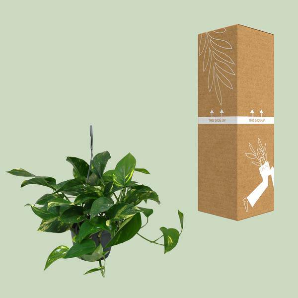 Efeutute - Scindapsus Epipremnum - Zimmerpflanze - Ø15cm - ↕45cm