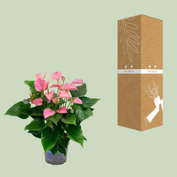 Flamingoblume - Anthurium Karma Joli - Zimmerpflanze - Ø17cm - ↕55cm