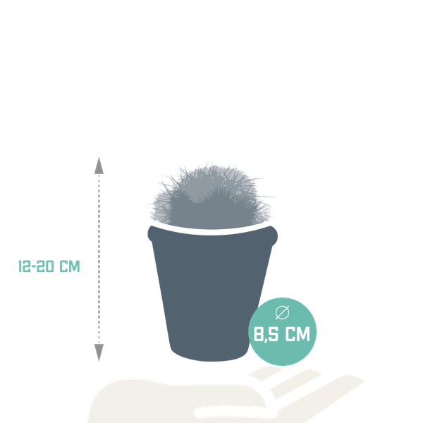 Kaktus - Bolcactus - Mix - 8,5 cm - Zimmerpflanze - im Terrakotta-Topf