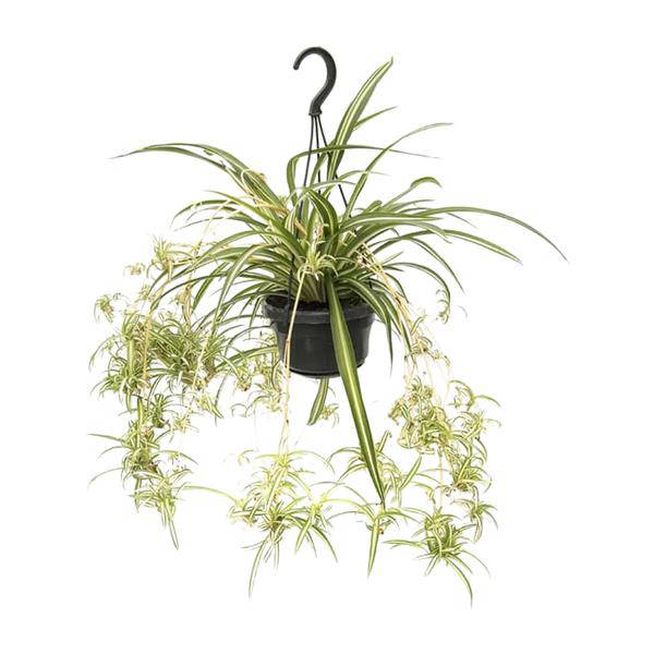 Grünlilie - Chlorophytum Comosum Variegatum - Zimmerpflanze - Ø14cm - ↕55cm