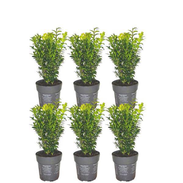 Buchsbaum - Buxus Sempervirens Hecke - 1 Meter - ↕ 20 cm - Ø12 cm - 6 Pflanzen