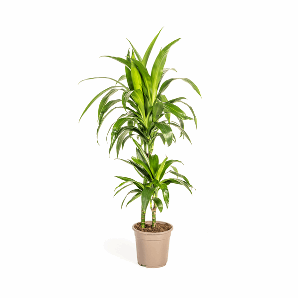 Dracaena Deremensis Lisa – Drachenbaum – Ø19cm – ↕70-90cm – Elegante Zimmerpflanze mit dunkelgrünen Blättern – Pflegeleicht & luftreinigend