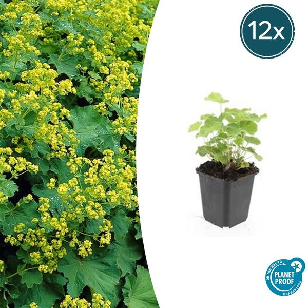 Weicher Frauenmantel Alchemilla mollis – ↕10-25cm – Ø9cm – 12 Pflanzen – Bodendecker & Staude für Beete, schattige Plätze & Garten