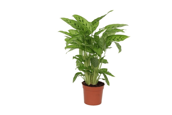Calathea Leopardina – Leoparden-Korbmarante – Zimmerpflanze – Ø12cm – Höhe ca. 35cm – Exotische Blattschmuckpflanze – Für Wohnzimmer, Bad & Büro – Pflegeleicht & luftreinigend