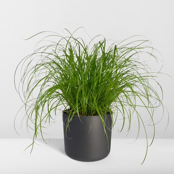 Katzengras – Cyperus alternifolius – Ø12cm x H20cm – Wechselblättriges Zyperngras als Zimmerpflanze – Ungiftig für Katzen – Im Pflanztopf – Direkt aus der Gärtnerei