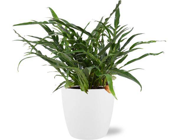 Aglaomorpha Coronans – Schlangenhautfarn – Zimmerpflanze – Ø17cm – ca. 45cm hoch – In Übertopf Brüssel Weiß Ø18x17cm – Tropischer Farn für Zuhause & Büro