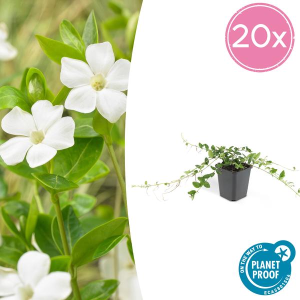 Immergrün – Vinca minor 'Alba' – Bodendeckerpflanze – Ø9 cm – 20 Pflanzen – Weiße Blüten – Sonne & Schatten