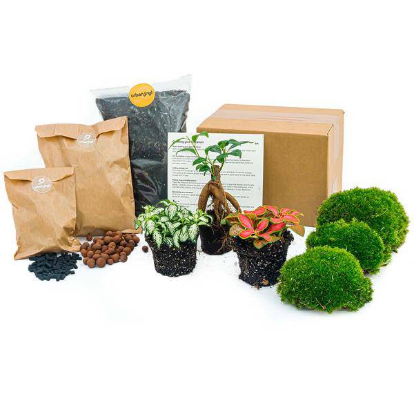 Flaschengarten Ficus Ginseng Bonsai – Nachfüllpackung & Starter Kit – DIY Pflanzenterrarium Set – Komplettset mit Terrarienpflanzen, Aktivkohle & Zubehör – Mini-Ökosystem zum Selberbauen