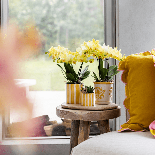 Topf - Bemalter Streifen - Gelb - Ø9cm