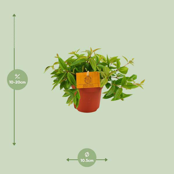 Zwergpfeffer - Peperomia Ang. Rocca Vivace - Zimmerpflanze - Ø11cm - ↕15cm