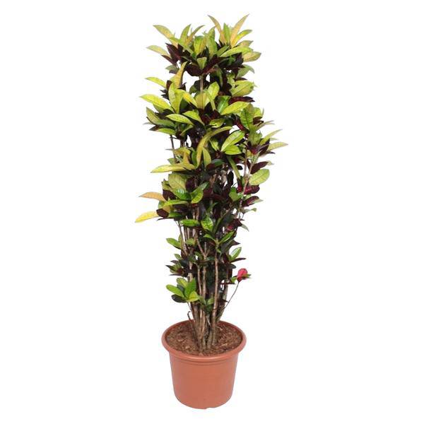 Wunderstrauch – Codiaeum Iceton Croton – Zimmerpflanze ca. 190cm Höhe – Ø45cm – dekorative Pflanze mit bunten Blättern für Wohnzimmer & Büro
