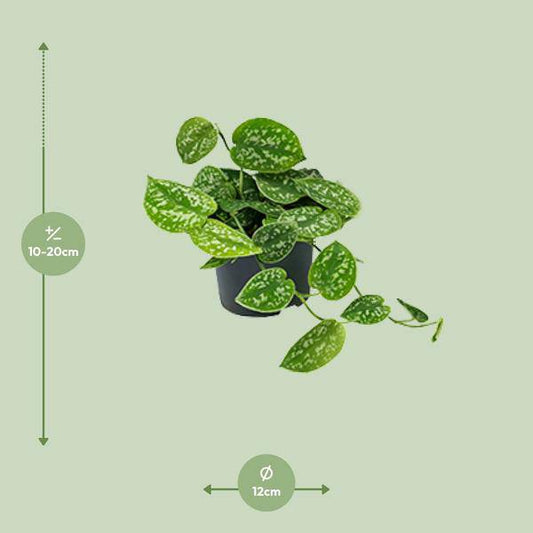 Efeutute – Scindapsus Pictus – Zimmerpflanze – Ø12cm – ca. 15–20 cm hoch – Pflegeleicht – Glänzende grüne Blätter