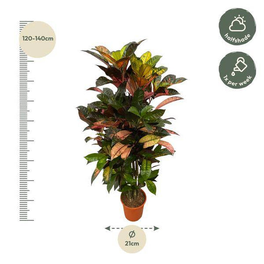 Codiaeum Croton Iceton – Wunderstrauch – Bunte Zimmerpflanze mit Farbspiel – Exotische Blätter – Ø24cm – ↕120cm