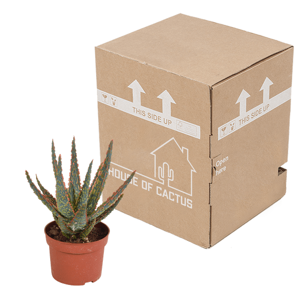 Sukkulente - Aloe Zebrina Dannyz - 10,5cm - Zimmerpflanze