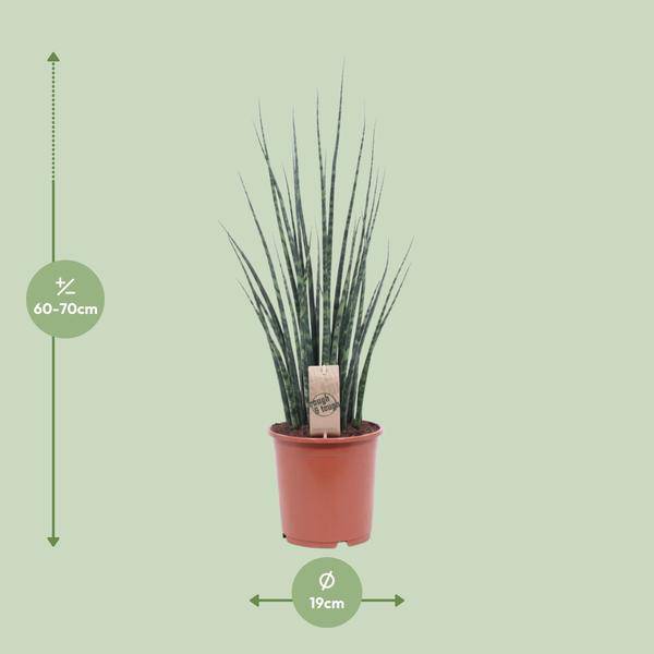 Bogenhanf - Sansevieria Fernholz Mikado - Zimmerpflanze - Ø19cm - ↕80cm