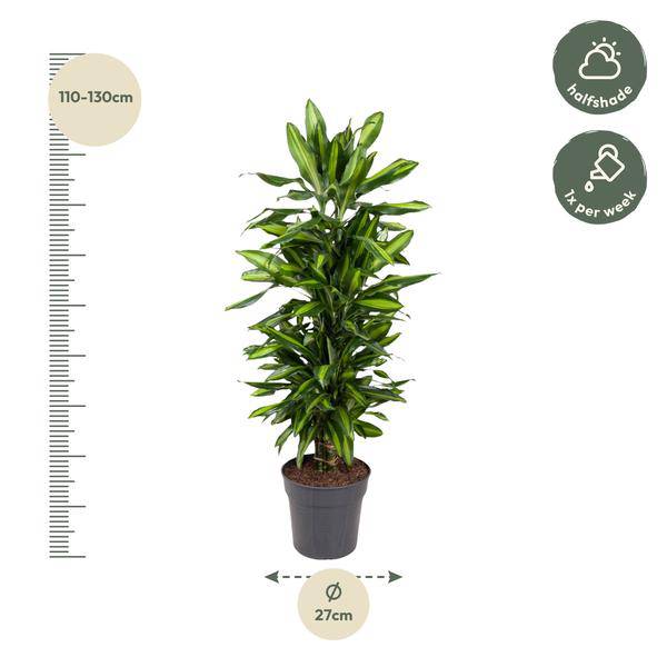 Drachenbaum - Dracaena Cintho - Zimmerpflanze - 120 cm - ø27cm