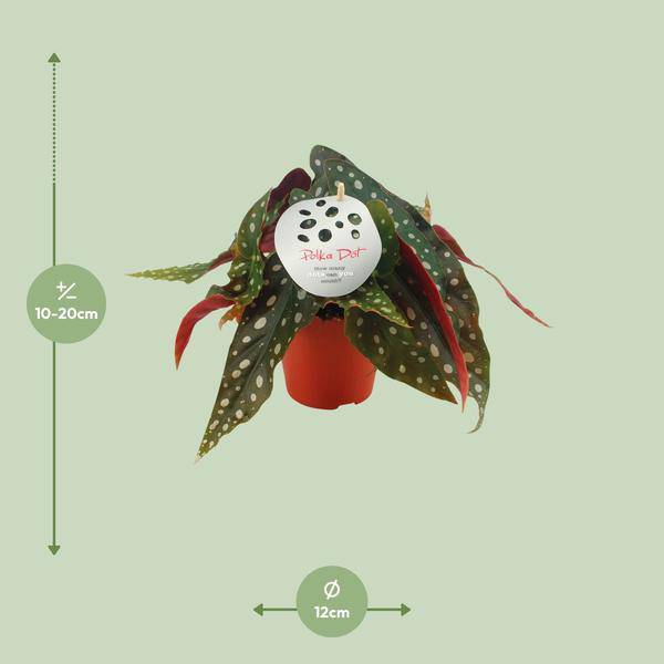 Forellenbegonie - Begonia Maculata - Zimmerpflanze - Ø12cm - ↕20cm