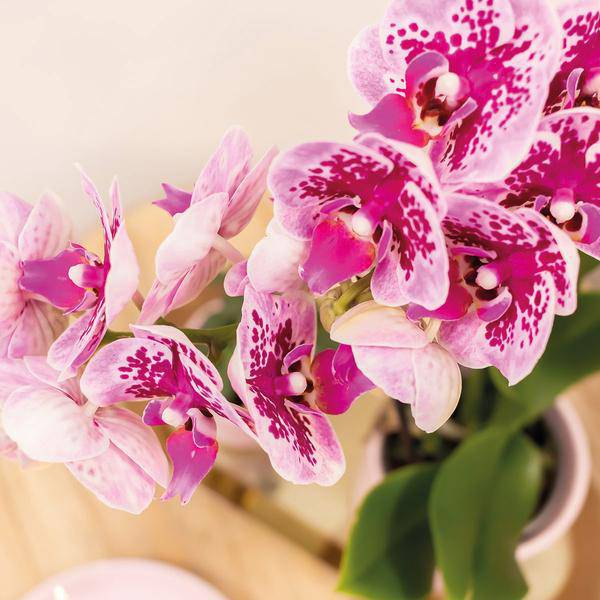 Phalaenopsis Orchideen El Salvador Lila – Zimmerpflanzen – 4 Orchideen – Ø9cm – mit 2-3 Zweigen – edle Orchidee in Diamond-Linie