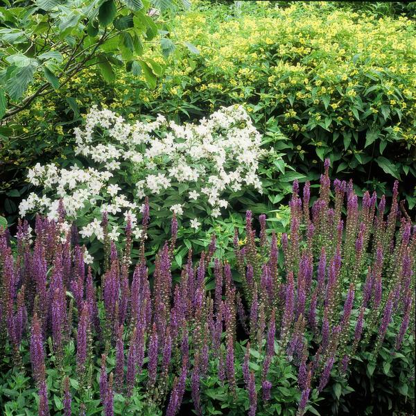 Blüten-Salbei Salvia nemorosa 'Ostfriesland' – ↕10-25cm – Ø9cm – 12 Pflanzen – Lila Blüten von Mai–Juni – Pflegeleichte Staude für Garten & Beete