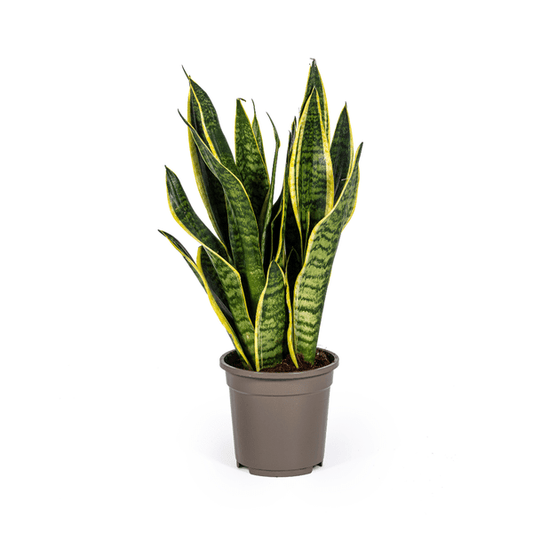 Bogenhanf Sansevieria Trifasciata Futura Superba – Zimmerpflanze – Ø17 cm Topf – Höhe 50-55 cm – Robust & pflegeleicht