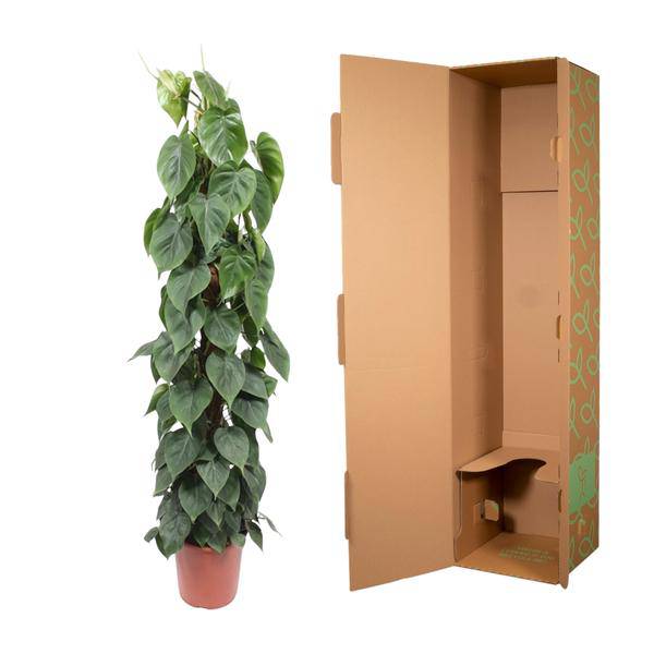Baumfreund - Philodendron Scandens - Moosstock - Zimmerpflanze - 150cm - ø27cm