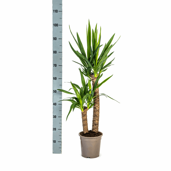 Yucca Elephantipes – Riesen-Palmlilie – Zimmerpflanze Ø19cm ↕70-90cm – Robust & pflegeleicht – Exotisch & dekorativ