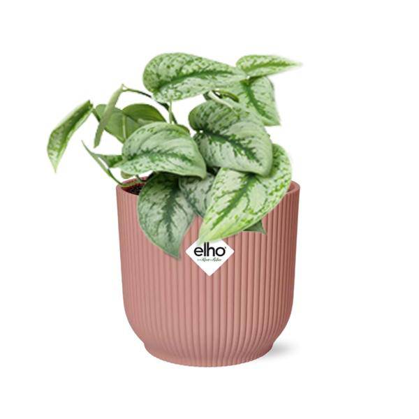Efeutute - Scindapsus Pictus 'Trebie' - Zimmerpflanze + Topf Vibes Fold 14cm Rosa