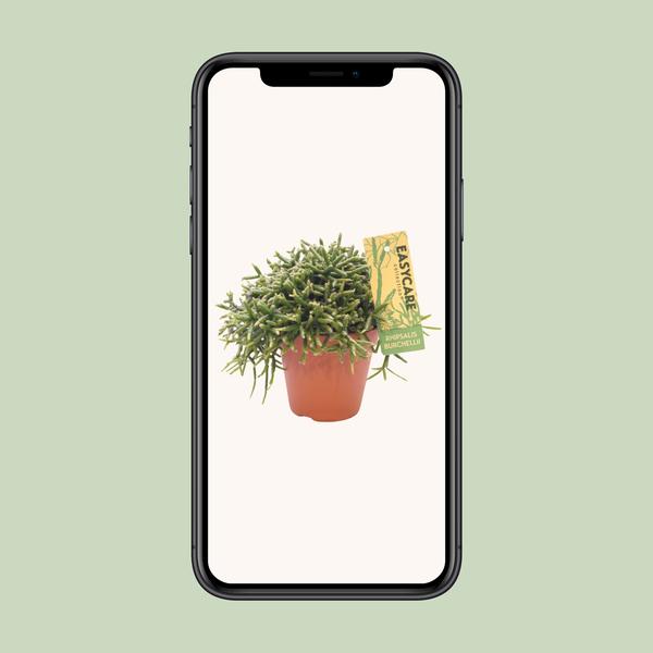 Korallenkaktus - Rhipsalis Burchellii - Ø12cm - ↕20cm