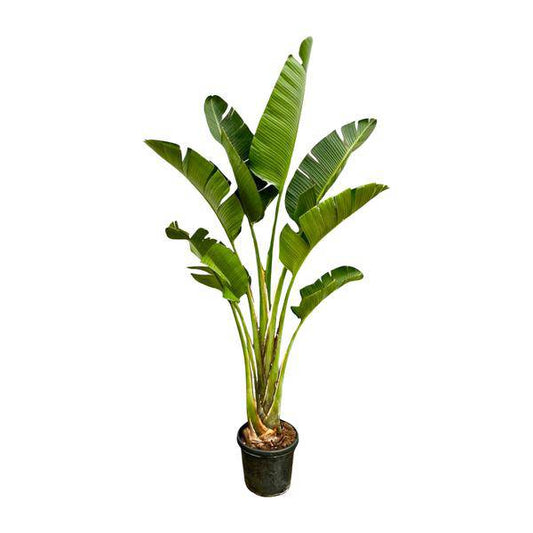 Baum-Strelitzie – Strelitzia Augusta – Zimmerpflanze – 250cm – Ø45cm – Weißer Paradiesvogel mit großen Blättern und exotischen Blüten für Wohnzimmer, Wintergarten und Büro