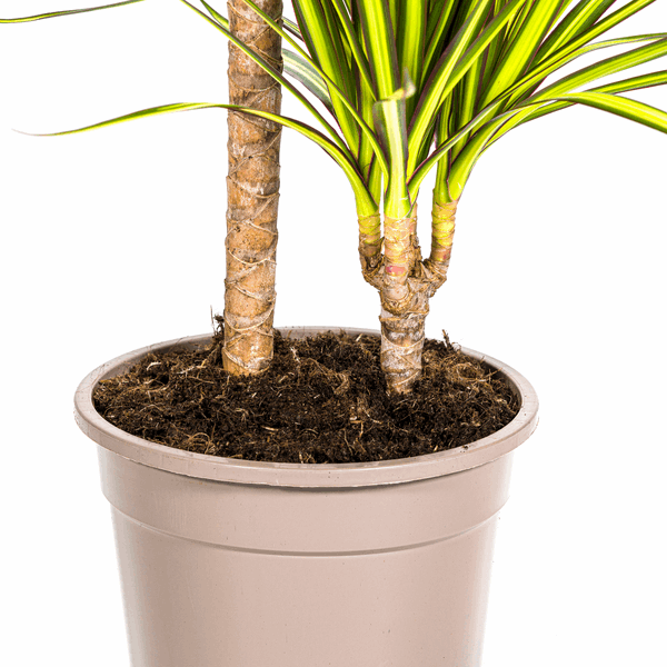 Dracaena Marginata Sonnenstrahl Ø19cm - ↕80-100cm