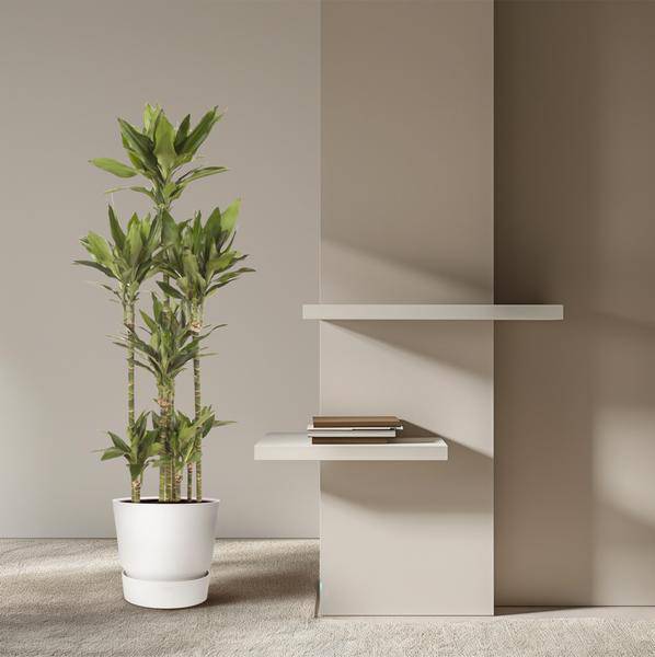 Drachenbaum - Dracaena Janet Lind Karussell - Zimmerpflanze - 170cm - ø34cm