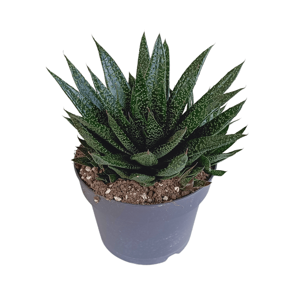 Gasterie - Gasteria 'd Due - Zimmerpflanze - Sukkulente - 17cm