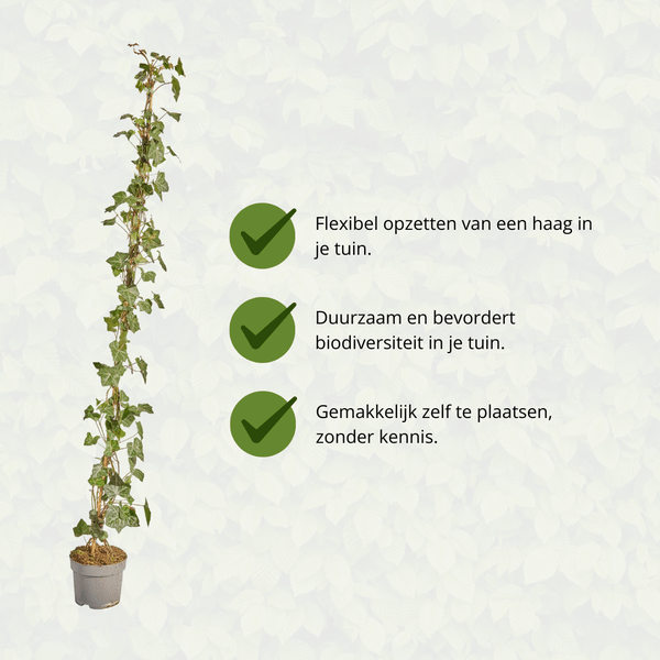 Hedera Hibernica – Efeu – gestäbt – Höhe 125-150cm – Immergrüne Kletterpflanze – robuste Heckenpflanze für Garten, Balkon & Terrasse