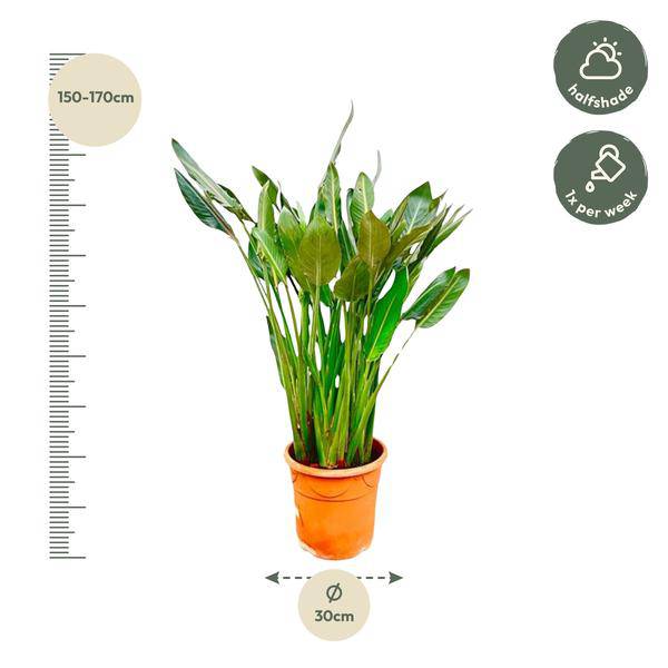 Strelitzia Reginae - Paradiesvogelblume - Zimmerpflanze - 160cm - ⌀30cm
