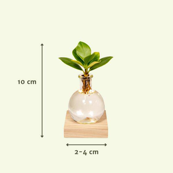 Clusia Hydroponie-Pflanze im Samoa Glas mit LED-Beleuchtung – Ø4cm × 10cm – Grünes Blattdekor für Innenräume – Pflegeleicht & Wasserbasiert