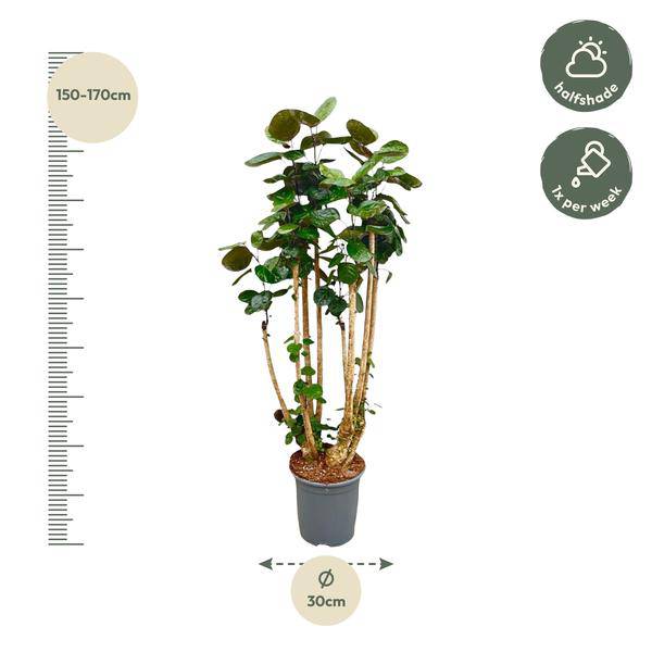 Fiederaralie - Polysicas Fabian - Zimmerpflanze - 160cm - ⌀30cm