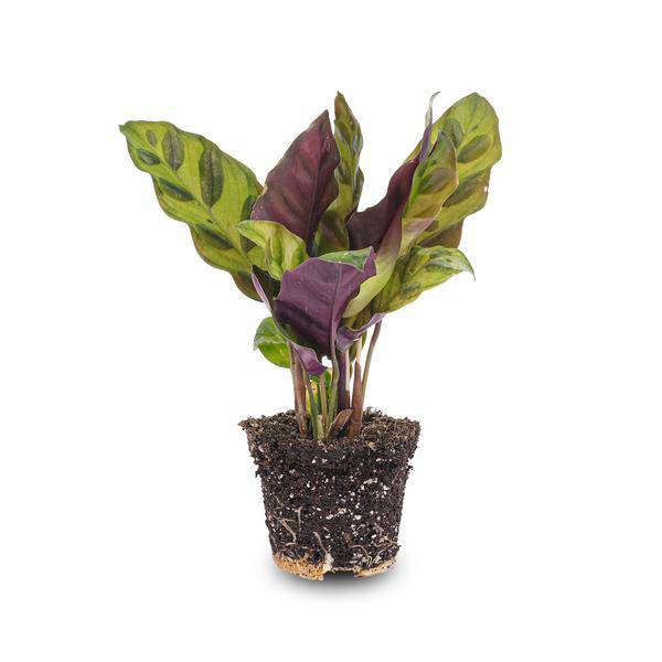 Pfauenpflanze Calathea Lancifolia – Terrarienpflanze Ø6cm – Exotische Zimmerpflanze mit langgezogenen, gemusterten Blättern