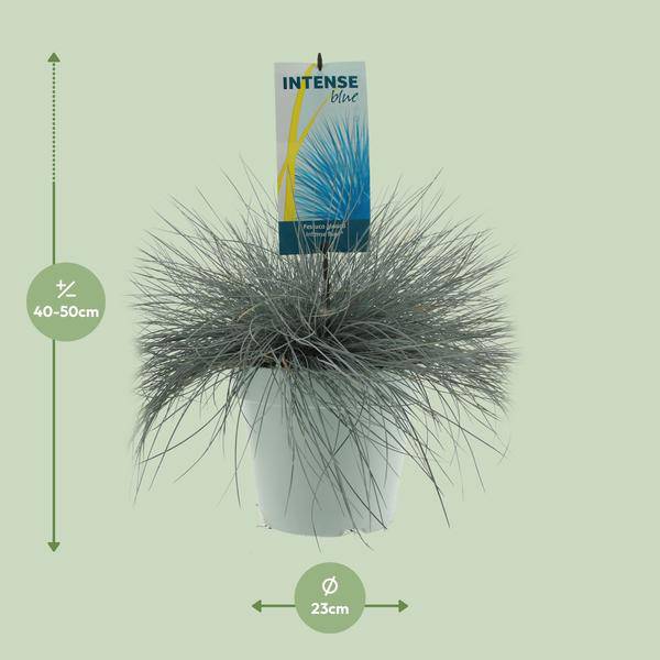 Blau-Schwingel - Festuca Glauca Intense Blue - Ø23cm - ↕50cm