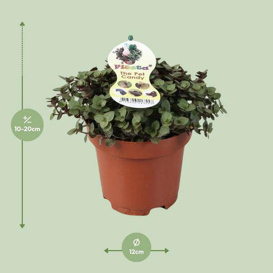 Kriechendes Schönpolster - Callisia Repens - Zimmerpflanze - Ø12cm - ↕17cm