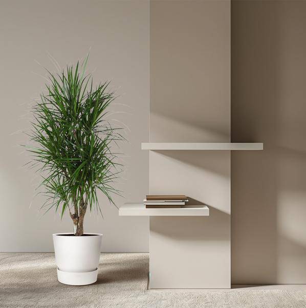 Drachenbaum - Dracaena Marginata - Zimmerpflanze - 140cm - ø31cm