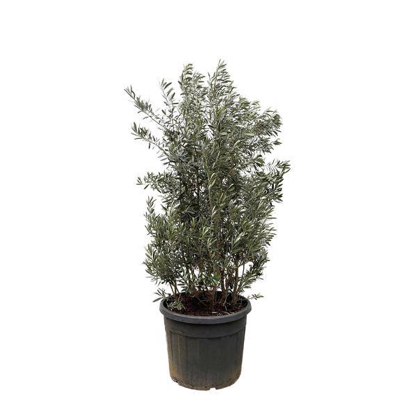 Olivenbaum - Olea Europaea Strauch - 225cm - Ø50cm