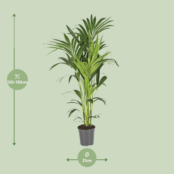 Kentiapalme - Howea Forsteriana - Zimmerpflanze - Ø21cm - ↕130cm