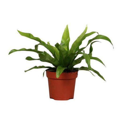 Nestfarn - Asplenium Antiquum - Zimmerpflanze - Ø12cm - ↕25cm