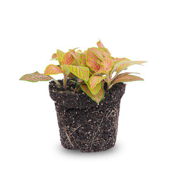 Fittonia Orange - Pink - Ruby Lime - Mosaikpflanze - Topfgröße 8