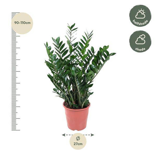 Glücksfeder – Zamioculcas Zamiifolia – Zimmerpflanze – Ø27cm – ↕100cm – Pflegeleicht & Stilvoll – Für Zuhause & Büro