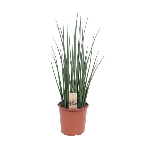 Bogenhanf - Sansevieria Mikado - Zimmerpflanze - Ø19cm - ↕70cm